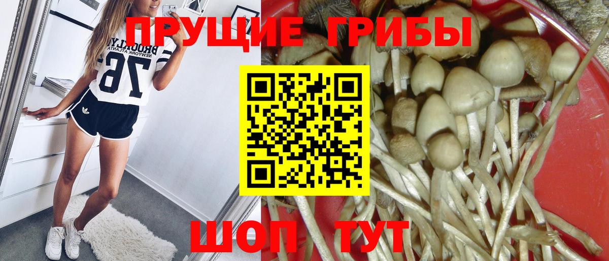 Псилоцибиновые грибы GOLDEN TEACHER  Вход с VPN  Саяногорск  Псилоцибиновые грибы Cubensis 